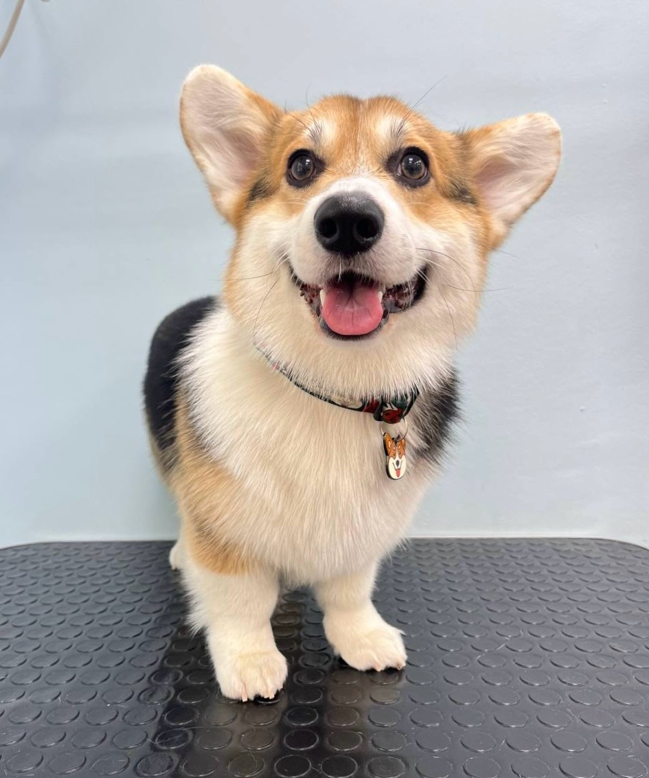 Комплекс для корги