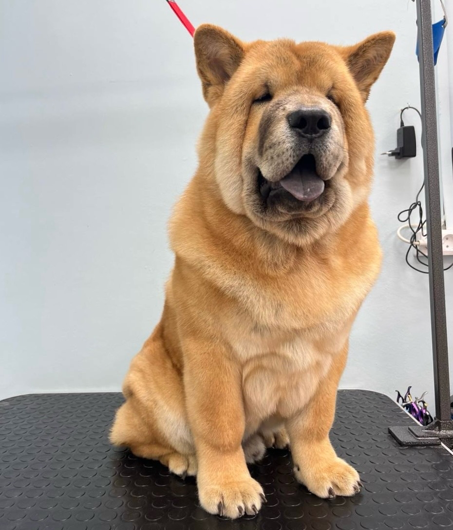 Комплекс для Чау-Чау