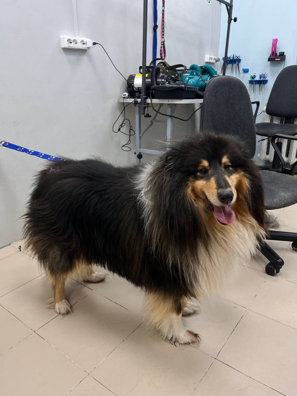 Комплекс с линькой для Колли