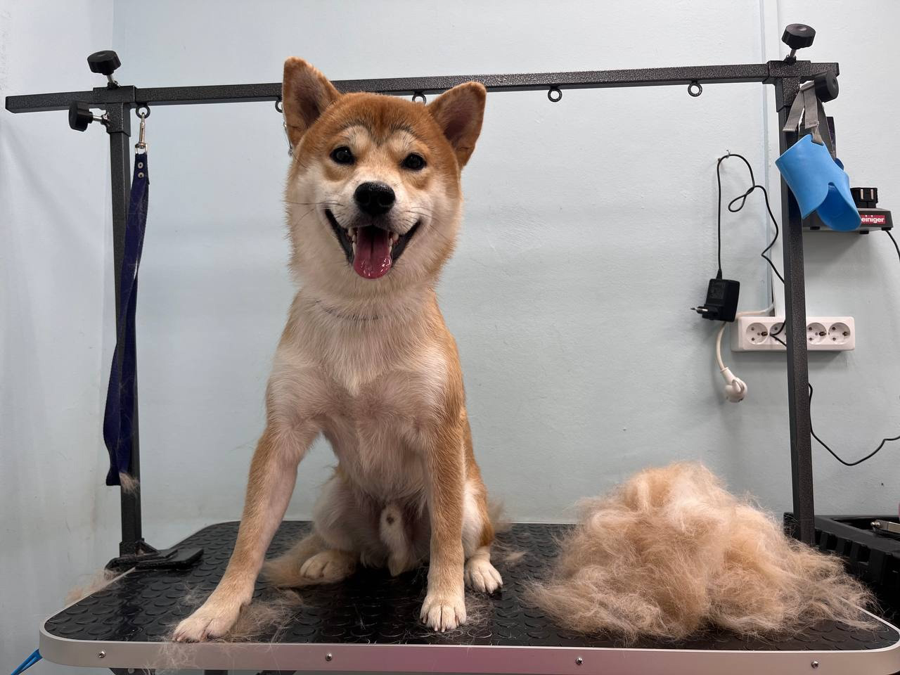 Комплекс с линькой для Сиба-ину