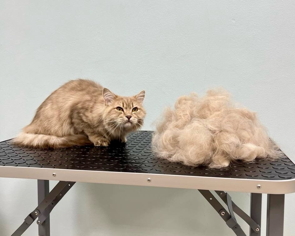 Комплекс с линькой для Котика