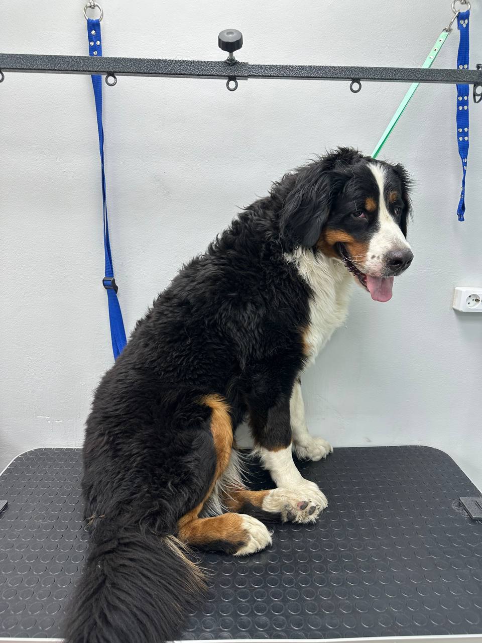 Комплекс с линькой Бернского зенненхунда